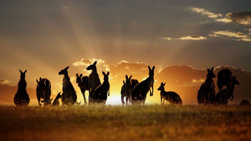 Australijski system emerytalny