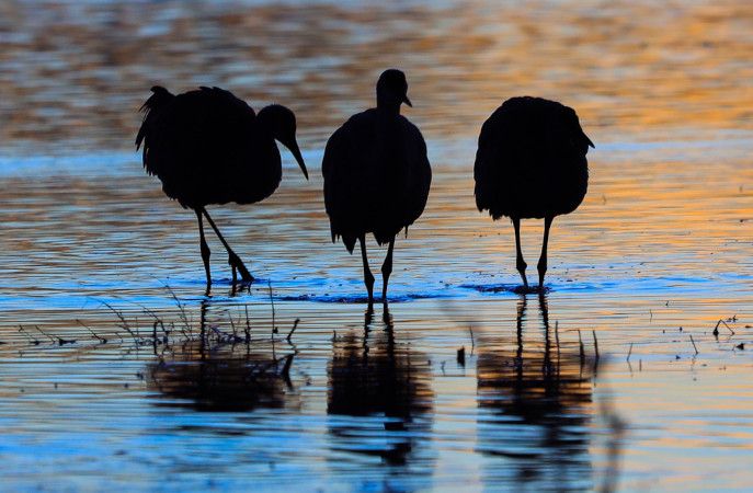 Amundi ogłasza zapisy na jednostki trzech nowych subfunduszy
