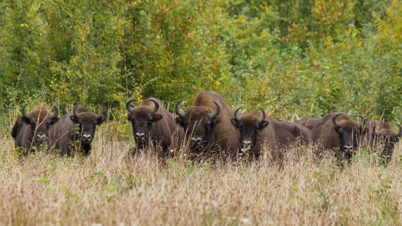 Poziom stóp proc. Rezerwy Federalnej – górna granica									 									 									 									 									 									 									 									 									 									 									 									 									 									 	Lokata inwestująca w Pekao powraca
