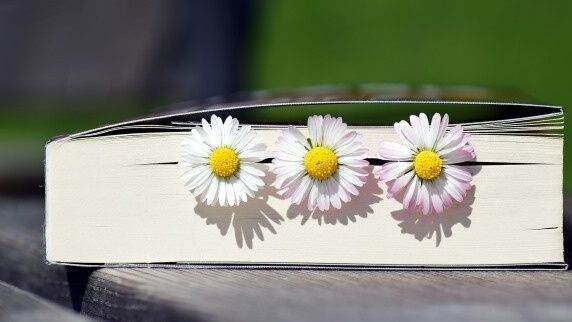 stokrotki zamknięte w książce