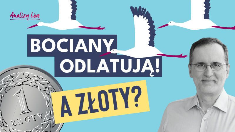 Analizy Live: Bociany odlatują. A złoty?