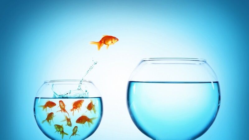 Złote rybki przeskakują z małego akwarium do dużego