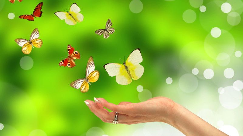 kobieta wypuszcza z ręki motyle