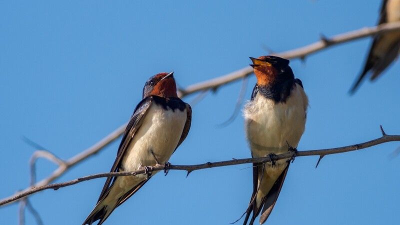 Jaskółki na drzewie.