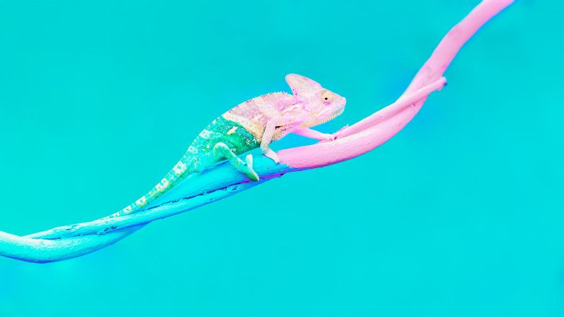 kameleon